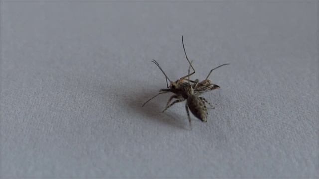 jumping spider attacks a fly which doesn't move and brings its prey to a safer place for eating смотреть онлайн