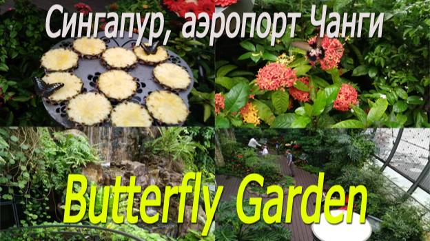 Сингапур, аэропорт Чанги, сад бабочек # Singapore, Changi Airport, Butterfly Garden