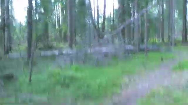 Vertti Lancashire Heeler  Ruopii 9 Elokuu 2012.