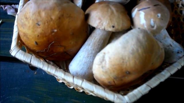 Сад Лентяя. Охота за грибами. Hunting for mushrooms. смотреть онлайн