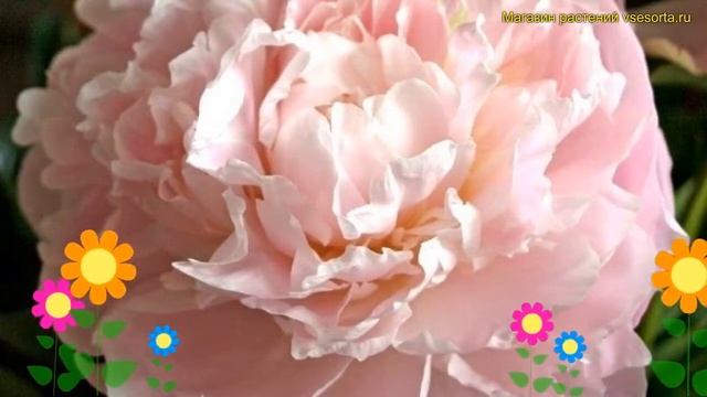 Пион молочноцветковый Шифон Парфе. Краткий обзор, описание Paeonia Lactiflora Chiffon Parfait
