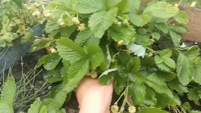 Земляника Жёлтое чудо и Temptation в первый год посева. смотреть онлайн
