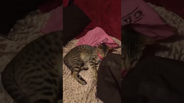 Savannah F5 kitten смотреть онлайн