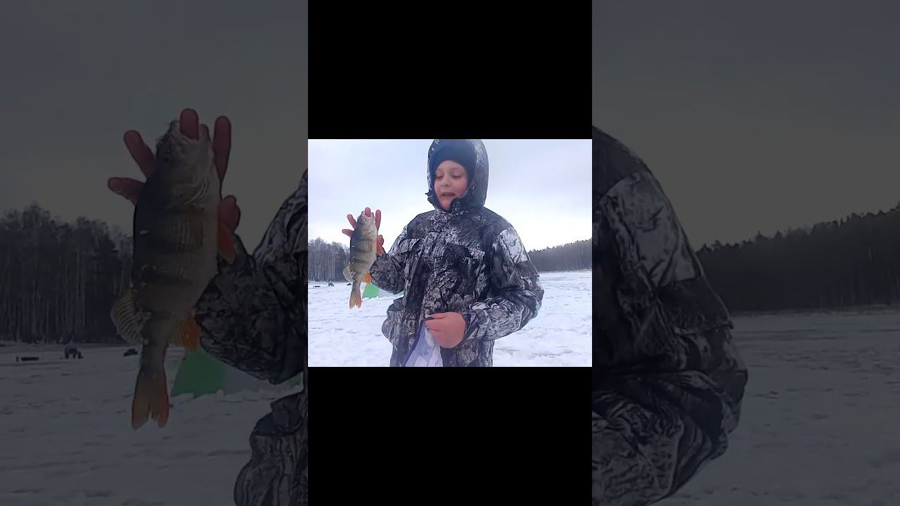 Ребенок ловит огромных окуней. Рыбалка на озере тайги #рыбалка2024 #палатка #снежинск #тайги смотреть онлайн