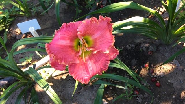 Лилейник РОЗОВАЯ ЧАША смотреть онлайн