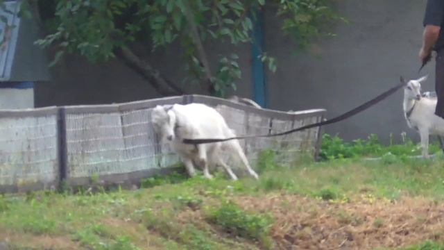 #huskiesterra, #домвселе, #хаски ДОМ В СЕЛЕ с сюрпризом. :) Часть1 смотреть онлайн