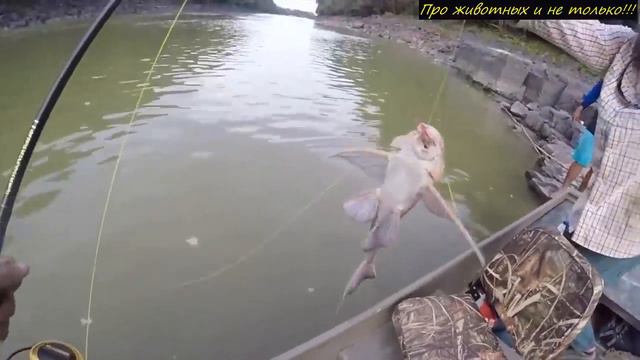 Ошарашенный рыбак потерял дар речи, когда поймал это уникальное СУЩЕСТВО!1 смотреть онлайн