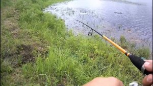 Щука 3.6 кг на лягушку незацепляйку в июне.