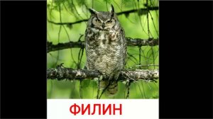 Голоса и звуки птиц