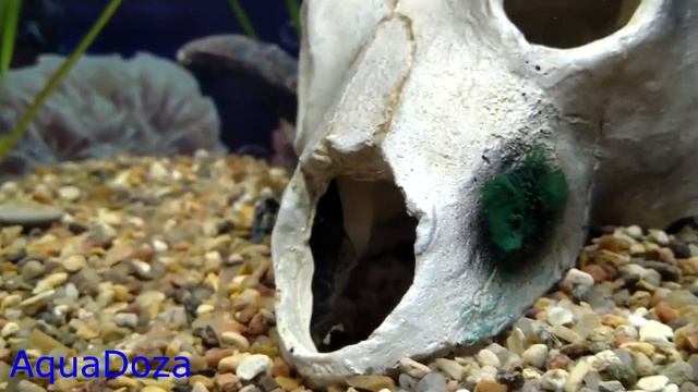 Почему воняет вода в аквариуме! Причины по которым портится аквариумная вода смотреть онлайн