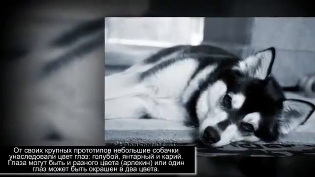 Маленькие породы собак Аляскинский кли кай смотреть онлайн