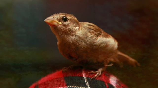 Sparrow Rescue: Growth & Development Chart