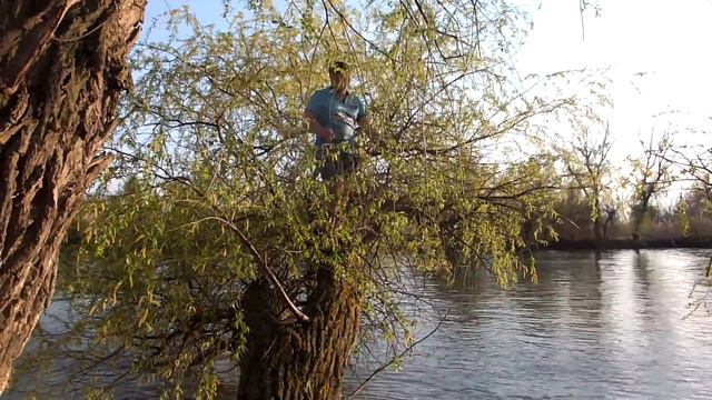 Маково 2016. Сбор блёсен с дерева смотреть онлайн