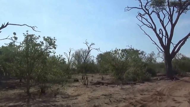 Chobe Safari, Chobe National Park, Botswana, Africa. смотреть онлайн