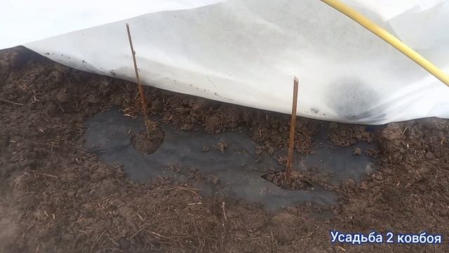Сажаю Ежевику .Долгожданная посылка . смотреть онлайн