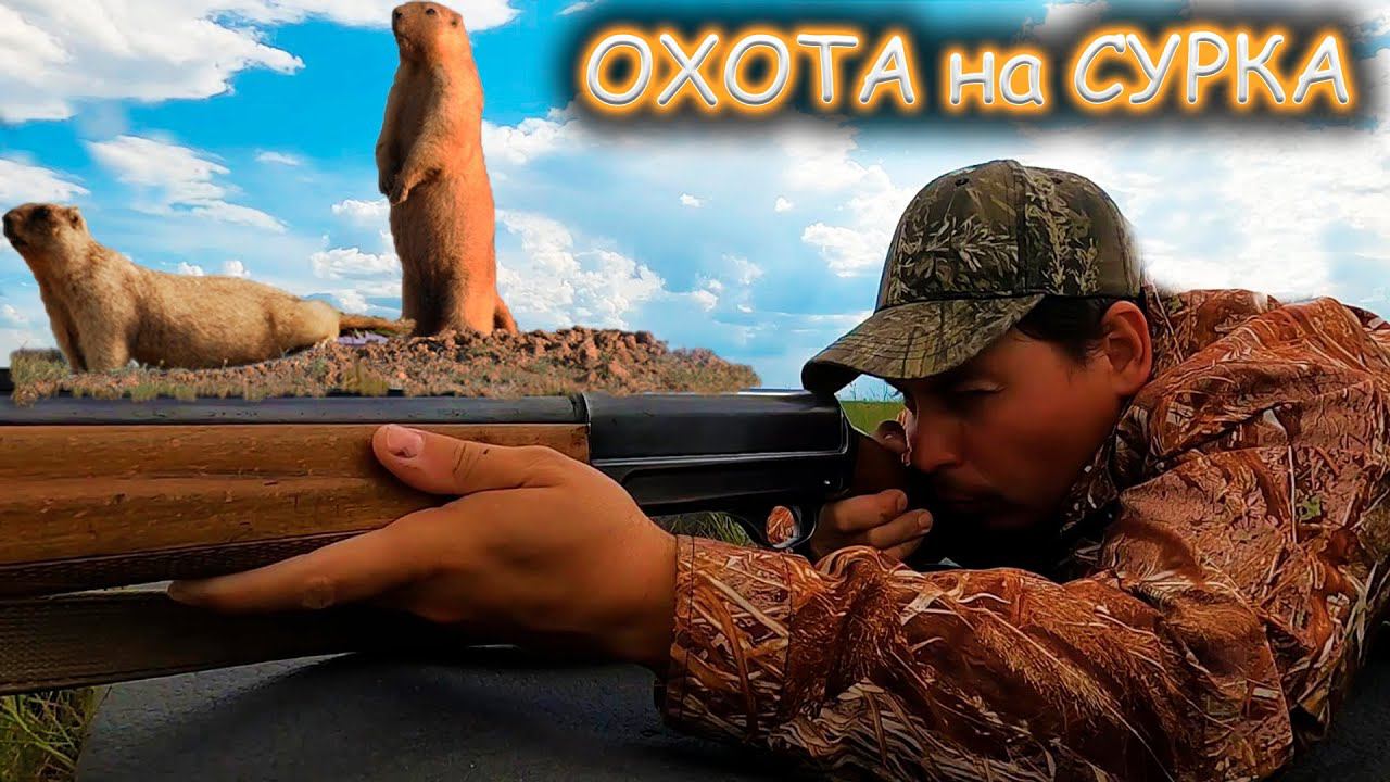 Охота на сурка: Сурок под прицелом с гладкостволом. Охота 2024. День 3- ий. смотреть онлайн
