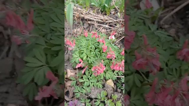 хохлатка весенняя луковичный первоцвет. календарь цветения 7.04 #flower #garden #plant смотреть онлайн