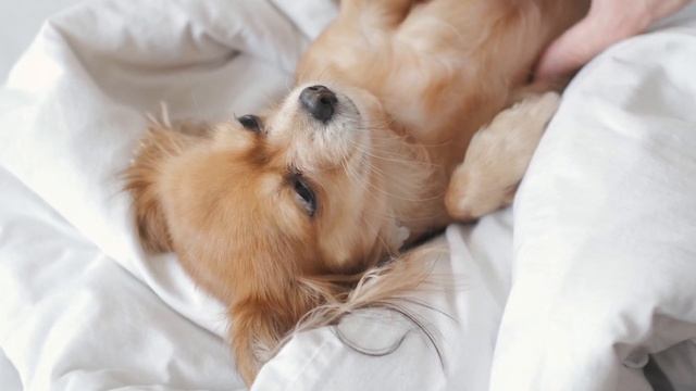 Музыка для нервных собак - успокаивающая музыка сна, глубокая музыкальная музыка для вашего питомца смотреть онлайн