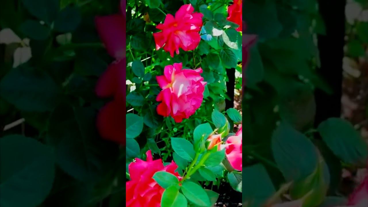 Роза Арлекин Arlequin сложно укрывать на зиму смотреть онлайн