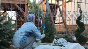 Можжевельник Стрикта. Стрижка можжевельника.