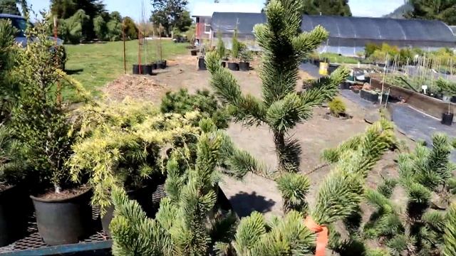 Dwarf Conifer Grafting | Preparing Understock Or Rootstock