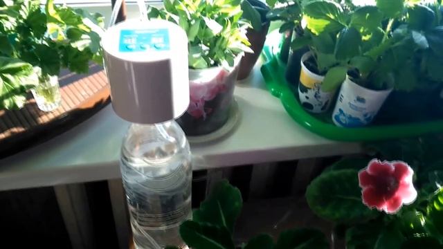 Автополив для комнатных растений. смотреть онлайн