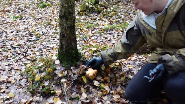 Грибная разведка 02 октября 2022. Всеволожский район. смотреть онлайн
