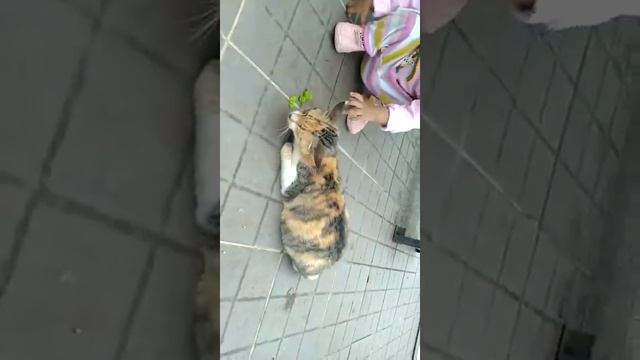 Mawaddah dan oom damba mainin kucing d sanggar batik смотреть онлайн