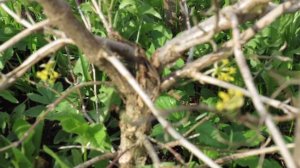 Цветет кизил в Подмосковье часть 2