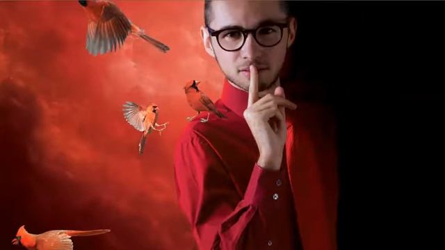 Northern Cardinal/ Le cardinal rouge смотреть онлайн