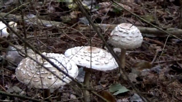 Секреты Профессионального Развития