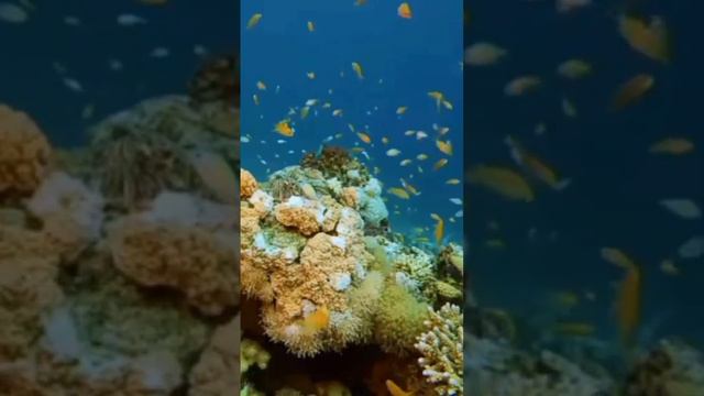 лучшие звуки моря для медитации и сна смотреть онлайн