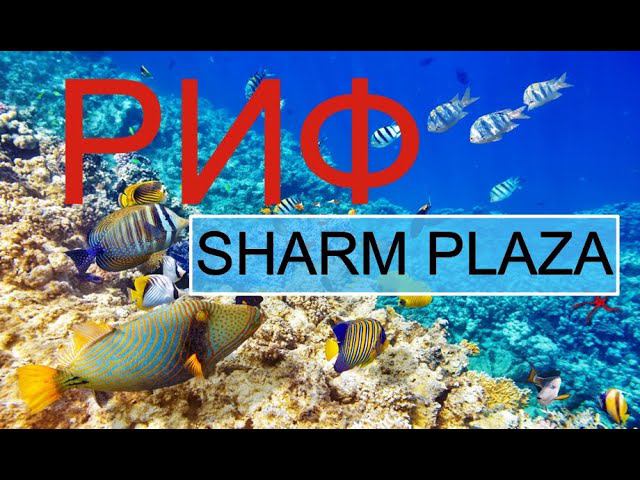 РИФ ОТЕЛЯ SHARM PLAZA 5 ДВАДЦАТЬ МИНУТ ПОД ВОДОЙ. РЕКОМЕНДУЕМ ПОСМОТРЕТЬ. смотреть онлайн