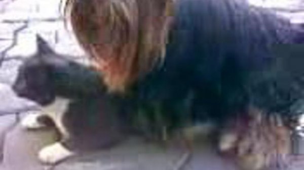 Зоофилия :-)