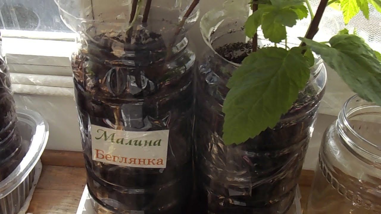 45 Восстановление покупных саженцев из магазина смотреть онлайн