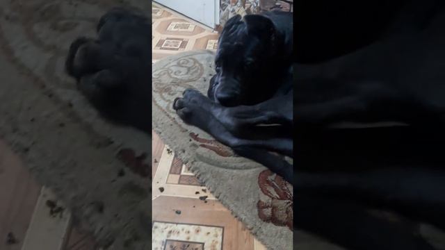 Кане корсо#6,5 месяцев смотреть онлайн