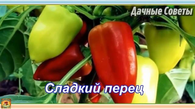 Что посеять в феврале на рассаду Сроки посева семян Советы для дачников и огородников смотреть онлайн