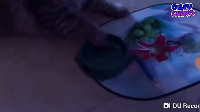 Песня про кота смотреть онлайн