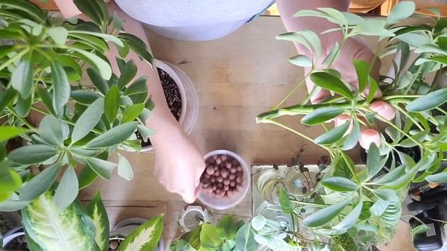 HOUSEPLANT VLOG | Propagating My Schefflera Arboricola Umbrella Tree Plant