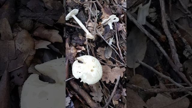 L'amanite citrine, champignon à mauvaise réputation - The citrine amanita, a bad reputation mushroo смотреть онлайн