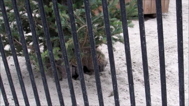 Манулы 03.05.18 смотреть онлайн