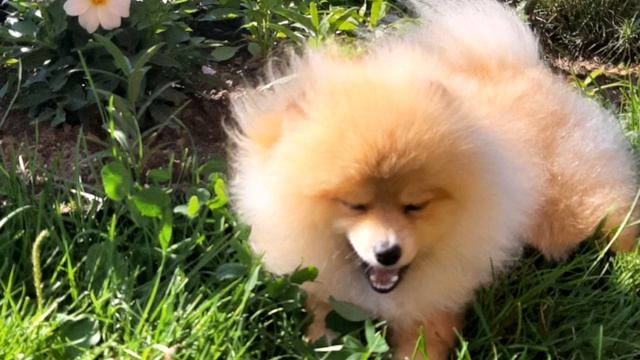 ?|КАК МЕНЯЕТСЯ ПОМЕРАНСКИЙ ШПИЦ ОТ 2Х МЕСЯЦЕВ ДО ГОДА|?ПОМЕРАНСКИЙ ШПИЦ?| смотреть онлайн