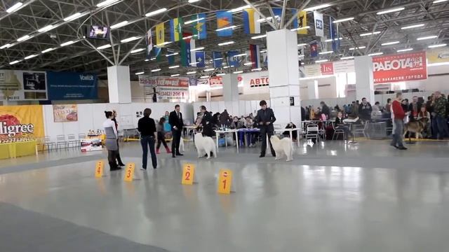 Самоед Огонь Ямала-Снежный Принц,моно СЕС,Тюмень,17.03.2013 смотреть онлайн