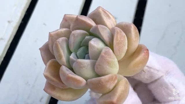 Echeveria High Stone смотреть онлайн
