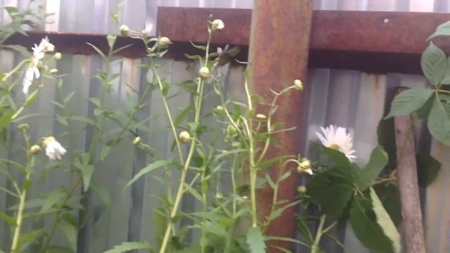 Хеномелес/ На даче смотреть онлайн