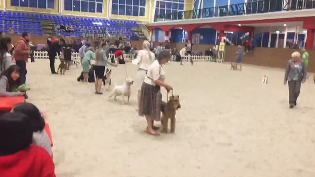 Wacken BOB at IDS ✨ бультерьер смотреть онлайн