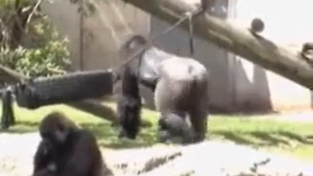 В зоопарке смотреть онлайн