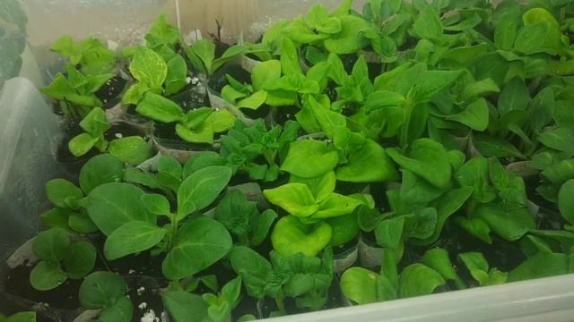 Результат укоренения ампельной вегетативной петунии