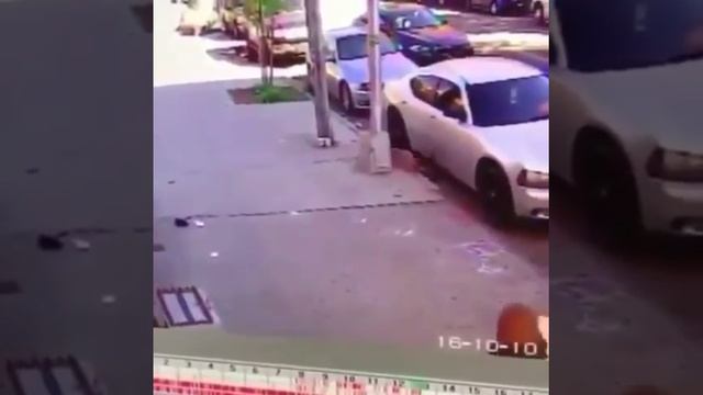 Funny Cat Attacks Tiny Dog on Leash смотреть онлайн