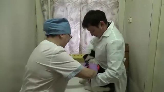 Чурапчы улууһугар 2019 сыл түмүгүнэн ветеринарнай сулууспа үлэтэ смотреть онлайн